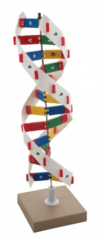 VELKÝ MODEL DNA